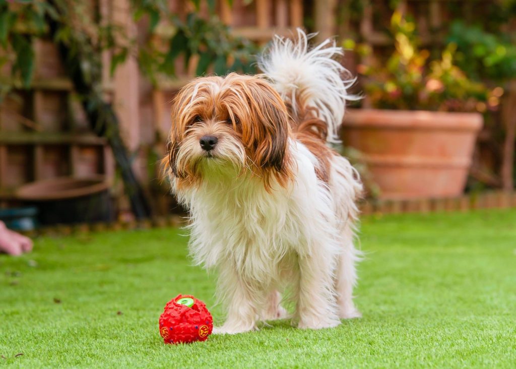 Association of Dog Boarders